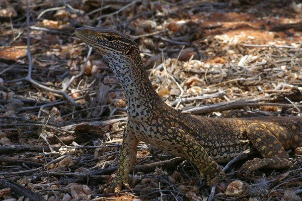 Gould’s Monitor (Varanus gouldii gouldii)