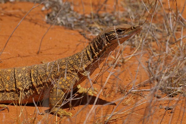 Gould’s Monitor (Varanus gouldii gouldii)