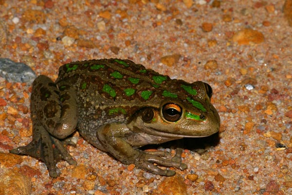 Western Green Treefrog (Ranoidea moorei)