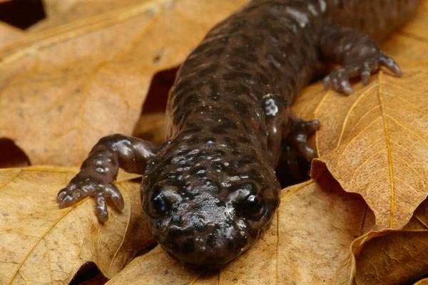 California Giant Salamander (Dicamptodon ensatus)