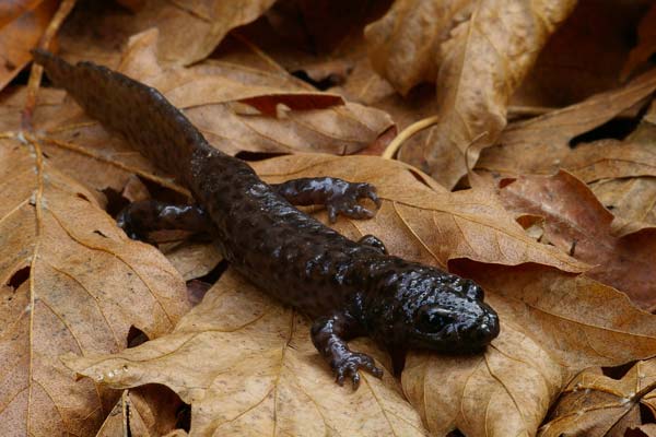 California Giant Salamander (Dicamptodon ensatus)