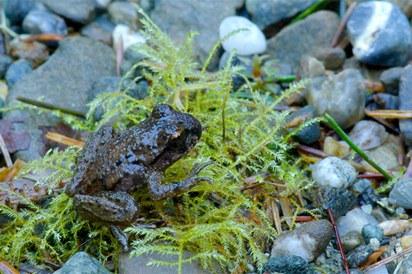 Coastal Tailed Frog (Ascaphus truei)