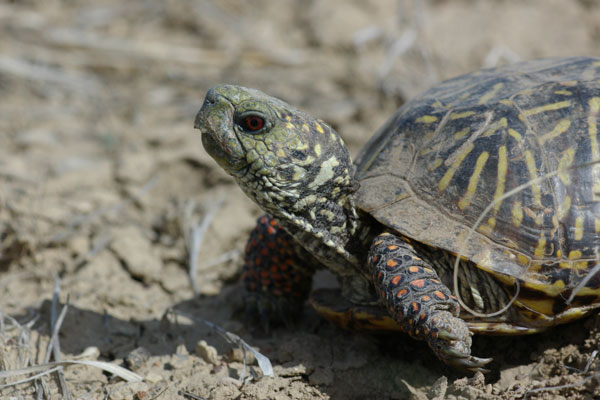 Plains Box Turtle (Terrapene ornata ornata)
