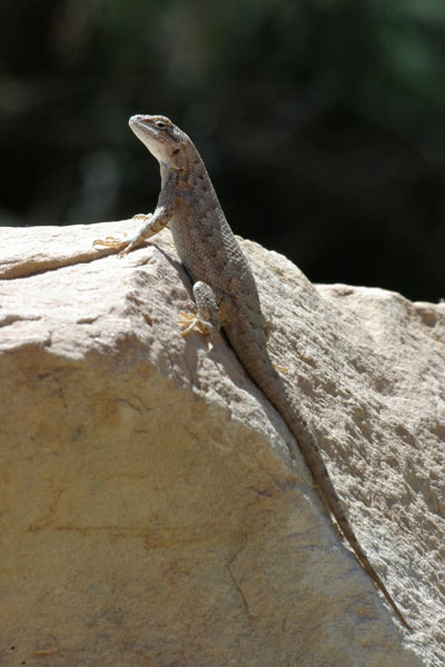 Plateau Lizard (Sceloporus tristichus)