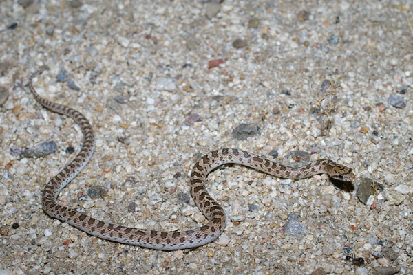 Desert Glossy Snake (Arizona elegans eburnata)