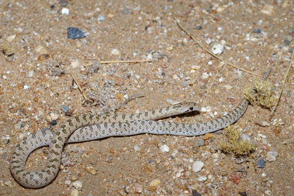 Desert Glossy Snake (Arizona elegans eburnata)