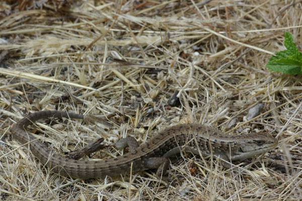 San Francisco Alligator Lizard (Elgaria coerulea coerulea)