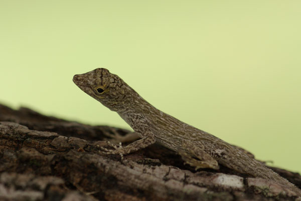 Florida Bark Anole (Anolis distichus floridanus)