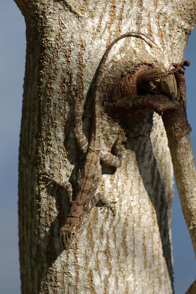 Puerto Rican Crested Anole (Anolis cristatellus cristatellus)