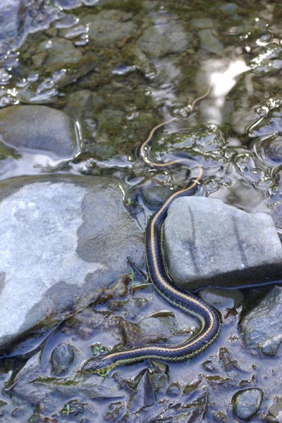 Diablo Range Gartersnake (Thamnophis atratus zaxanthus)