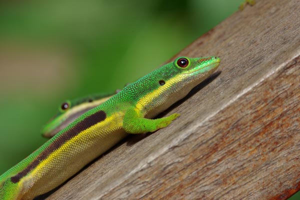 Lined Day Gecko (Phelsuma lineata lineata)