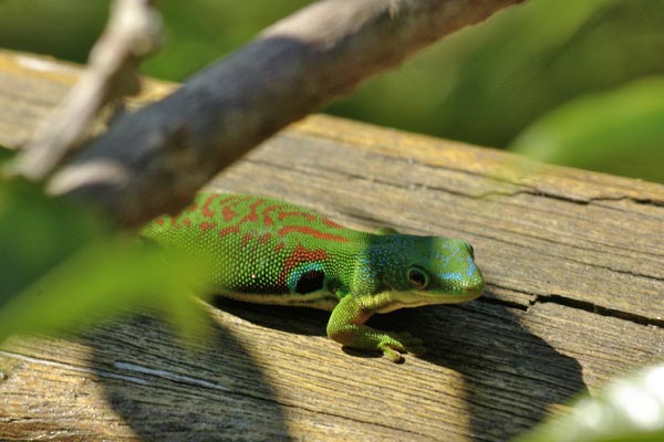 Peacock Day Gecko (Phelsuma quadriocellata quadriocellata)