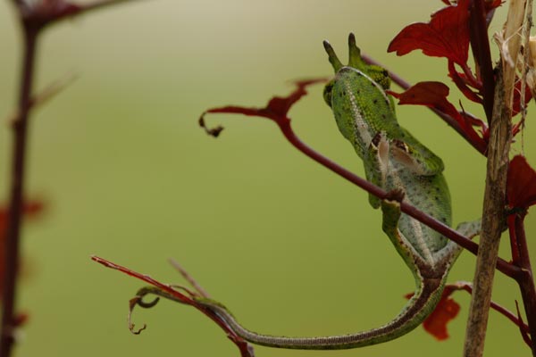 Canopy Chameleon (Furcifer willsii)