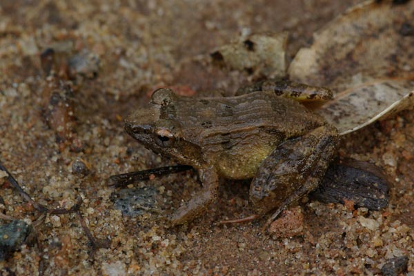 unidentified species (Mantidactylus betsileanus/katae)