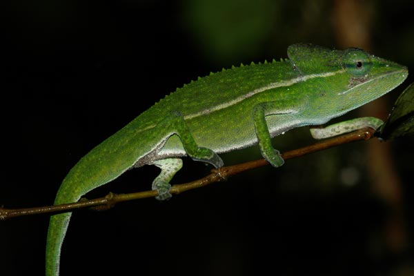 Common Short-nosed Chameleon (Calumma gastrotaenia gastrotaenia)