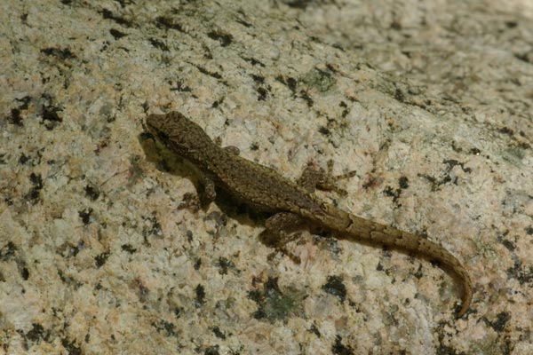 Robust Dwarf Gecko (Lygodactylus pictus)