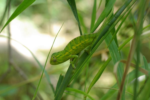 Jewelled Chameleon (Furcifer lateralis)