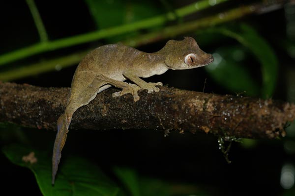 Fantastic Leaf-tailed Gecko (Uroplatus phantasticus)