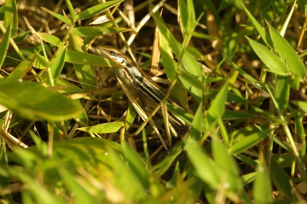 Gravenhorst’s Mabuya (Trachylepis gravenhorstii)