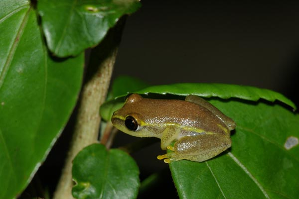Blue-back Reed Frog (Heterixalus madagascariensis)