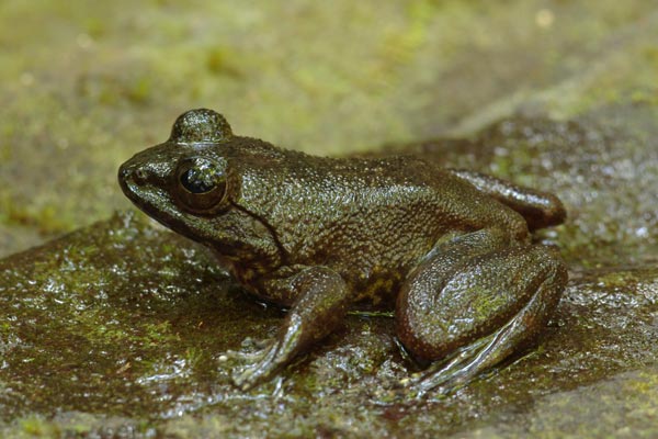 Grandidier’s Madagascar Frog (Mantidactylus grandidieri)