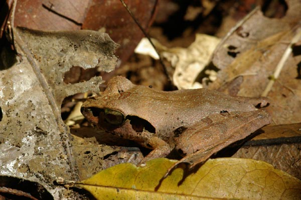Ambodivoahangy Jumping Frog (Aglyptodactylus chorus)