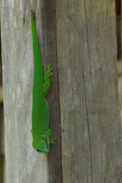 Madagascar Day Gecko (Phelsuma madagascariensis)