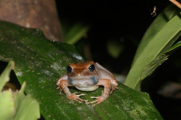 White Madagascar Frog (Gephyromantis luteus)
