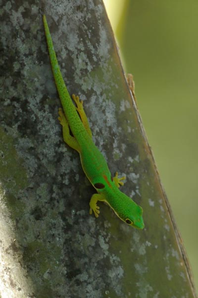 Peacock Day Gecko (Phelsuma quadriocellata bimaculata)
