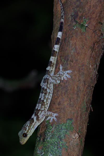 Antongil Velvet Gecko (Blaesodactylus antongilensis)
