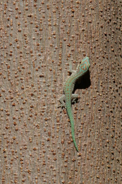 Northwestern Day Gecko (Phelsuma abbotti chekei)