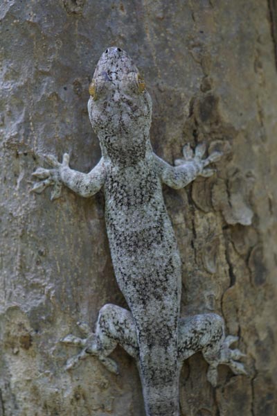 Madagascar Velvet Gecko (Blaesodactylus boivini)