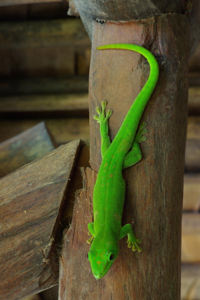 Giant Madagascar Day Gecko (Phelsuma grandis)