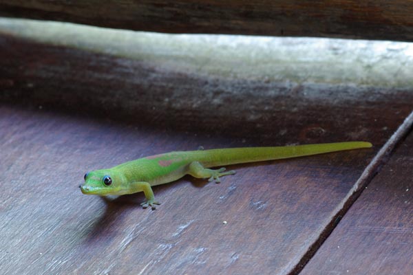 Gold Dust Day Gecko (Phelsuma laticauda laticauda)