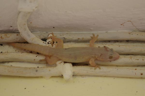 Flat-headed House Gecko (Hemidactylus platycephalus)