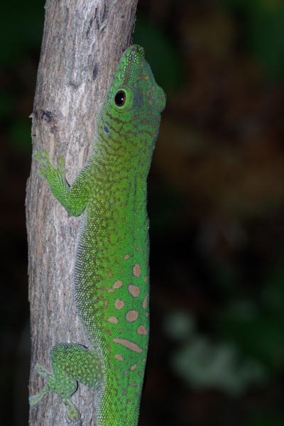 Koch’s Day Gecko (Phelsuma kochi)
