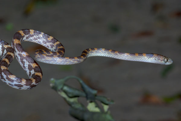 Ampijoroa Tree Snake (Lycodryas pseudogranuliceps)