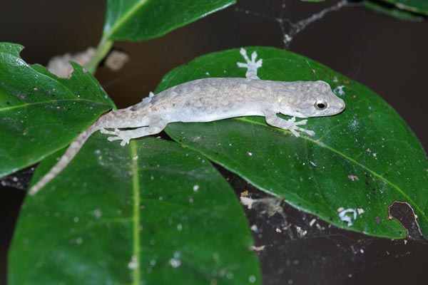 Grandidier’s Dwarf Gecko (Lygodactylus tolampyae)
