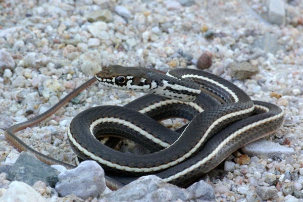 California Striped Racer (Masticophis lateralis lateralis)