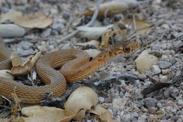 San Joaquin Coachwhip (Masticophis flagellum ruddocki)