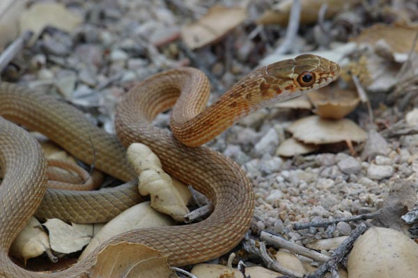 San Joaquin Coachwhip (Masticophis flagellum ruddocki)