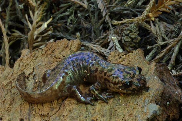 California Giant Salamander (Dicamptodon ensatus)