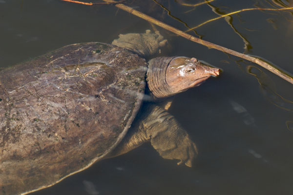 Florida Softshell (Apalone ferox)