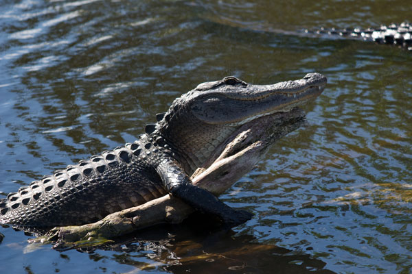 Alligator Alligator