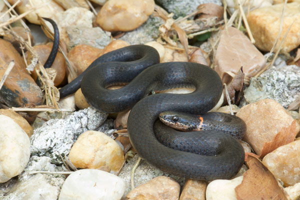 Diadophis punctatus – Ring-necked Snake