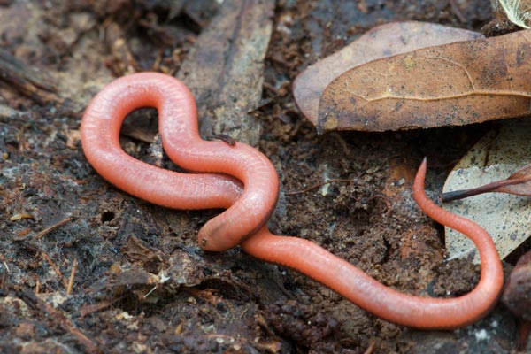 download snake that looks like a worm