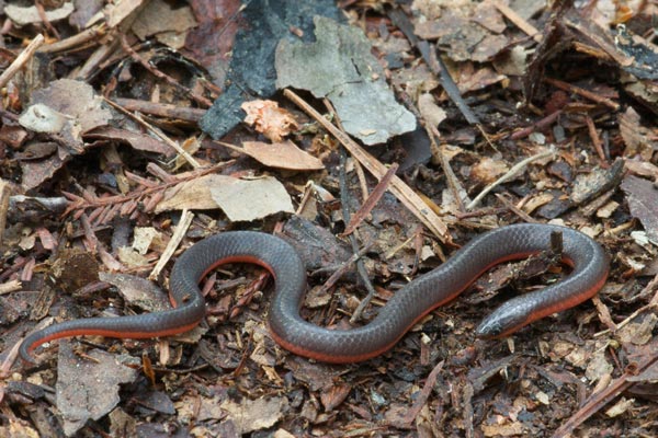 eastern worm snake