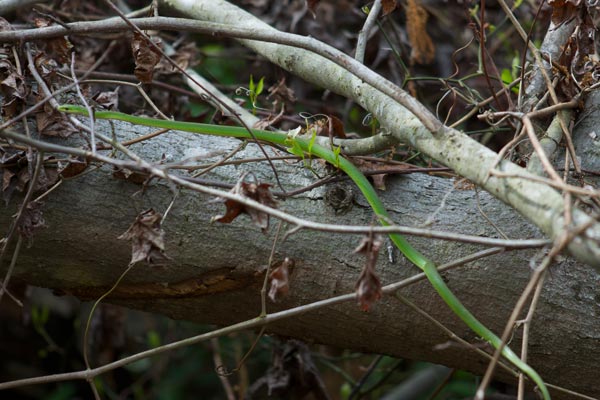 Northern Rough Greensnake (Opheodrys aestivus aestivus)