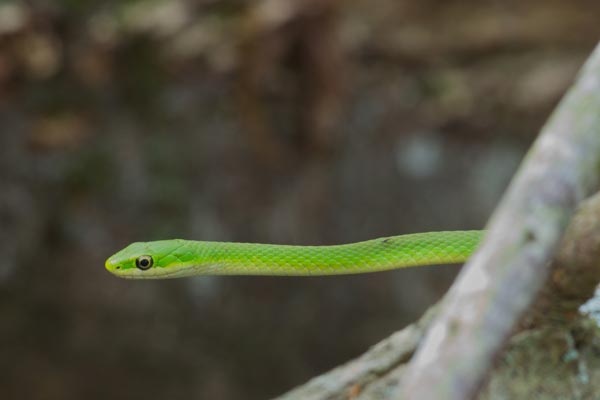 Wild Herps - Rough Greensnake (Opheodrys aestivus)