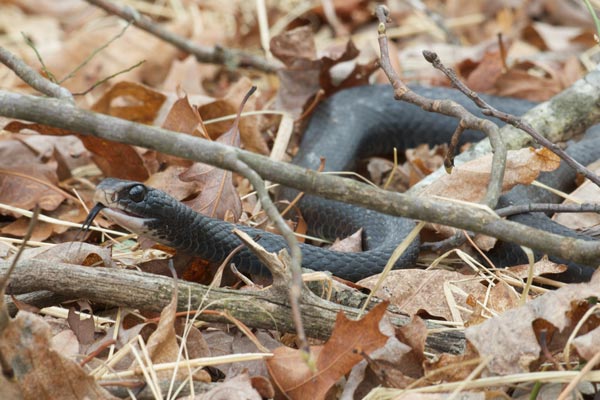 Southern Black Racer (Coluber constrictor priapus)